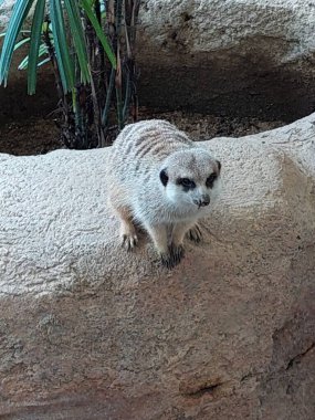 WONG CHUK HANG - 24 Mayıs - Meerkat 24 Mayıs 2024 tarihinde Wong Chuk Hang, Hong Kong 'da Ocean Park' ta. Ocean Park, Hong Kong 'da bir hayvan temalı parktır..