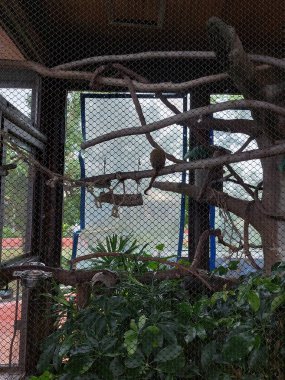 WONG CHUK HANG - 24 Mayıs - Cage 24 Mayıs 2024 tarihinde Wong Chuk Hang, Hong Kong 'da Ocean Park' ta. Ocean Park, Hong Kong 'da bir hayvan temalı parktır..