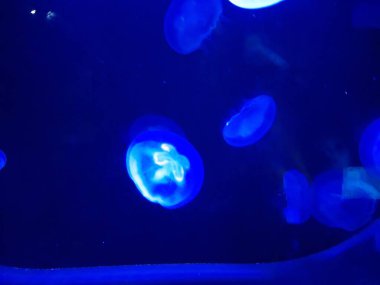 WONG CHUK HANG - 24 Mayıs - 24 Mayıs 2024 'te Ocean Park' taki Wong Chuk Hang, Hong Kong 'da denizanası. Ocean Park, Hong Kong 'da bir hayvan temalı parktır..