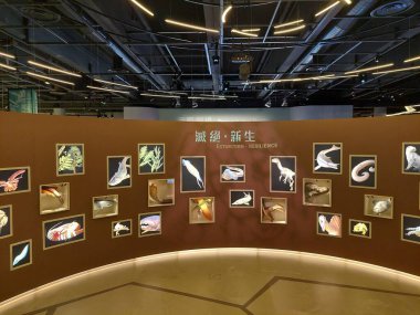 KOWLOON, HK - 22 Mayıs - HK Bilim Müzesi Paleontoloji Galerisi 22 Mayıs 2024 tarihinde Kowloon, Hong Kong 'da. Hong Kong, Kowloon 'da bir bilim müzesi..