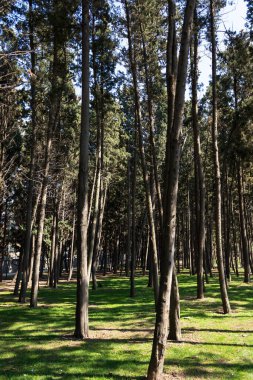 Ormanın Büyüsü, Yeşil Yapraklar Arasındaki Yumuşak Güneş Işığıyla aydınlatılan Huzurlu Orman Manzarası