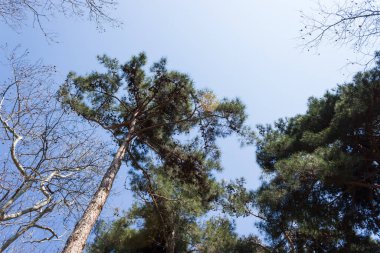 Ormanın Büyüsü, Yeşil Yapraklar Arasındaki Yumuşak Güneş Işığıyla aydınlatılan Huzurlu Orman Manzarası