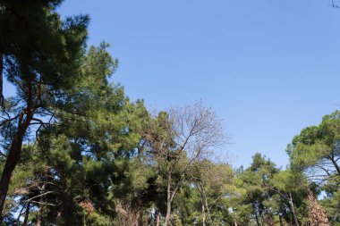 Ormanın Büyüsü, Yeşil Yapraklar Arasındaki Yumuşak Güneş Işığıyla aydınlatılan Huzurlu Orman Manzarası