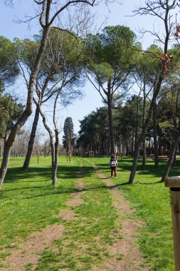 Ormanın Büyüsü, Yeşil Yapraklar Arasındaki Yumuşak Güneş Işığıyla aydınlatılan Huzurlu Orman Manzarası