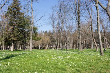Ormanın Büyüsü, Yeşil Yapraklar Arasındaki Yumuşak Güneş Işığıyla aydınlatılan Huzurlu Orman Manzarası
