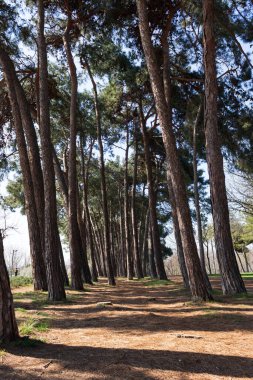 Ormanın Büyüsü, Yeşil Yapraklar Arasındaki Yumuşak Güneş Işığıyla aydınlatılan Huzurlu Orman Manzarası