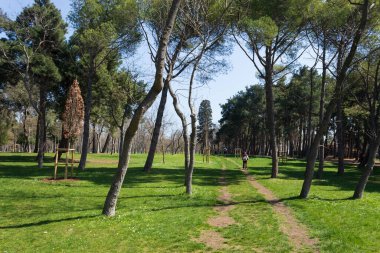 Ormanın Büyüsü, Yeşil Yapraklar Arasındaki Yumuşak Güneş Işığıyla aydınlatılan Huzurlu Orman Manzarası
