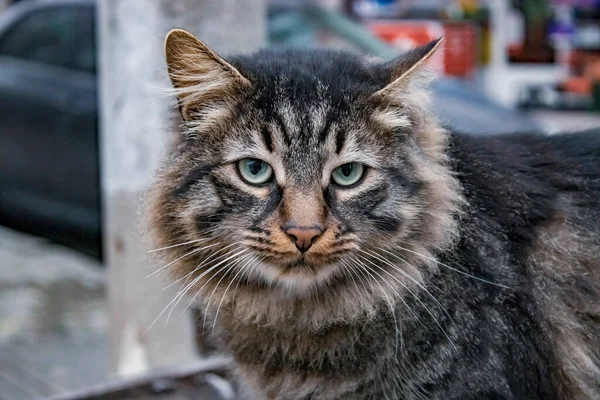 Katt Porträtt Djurfoto Urban Bakgrund — Stockfoto