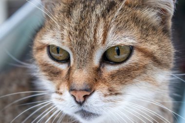 Kedi portresi, hayvan fotoğrafçılığı, şehir geçmişi.