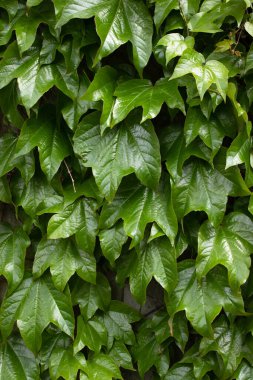 Yaprak dokusu, doğal arka plan. Düz dokusu