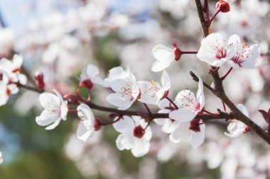 Çiçekler, bahar çiçekleri, doğa arka planı, muhteşem orman ve bahçe manzarası.
