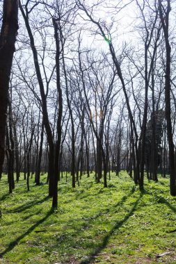 Ormanın Büyüsü, Yeşil Yapraklar Arasındaki Yumuşak Güneş Işığıyla aydınlatılan Huzurlu Orman Manzarası