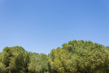 Ormandaki ağaçlar, doğa arka planı, muhteşem orman ve bahçe manzarası.