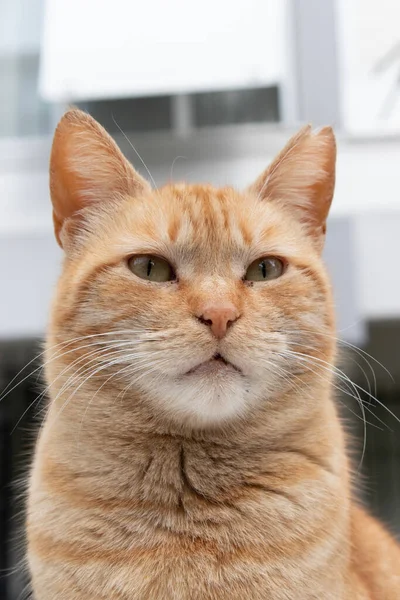 Katteportræt Dyrebilleder Urbane Baggrund - Stock-foto