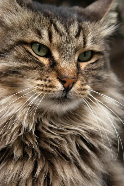 Kočičí Portrét Zvířecí Fotografie Městské Zázemí — Stock fotografie