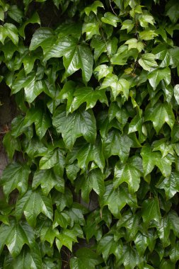 Yaprak dokusu, doğal arka plan. Düz dokusu