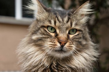 Kedi portresi, hayvan fotoğrafçılığı, şehir geçmişi.