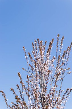Çiçekler, bahar çiçekleri, doğa arka planı, muhteşem orman ve bahçe manzarası.