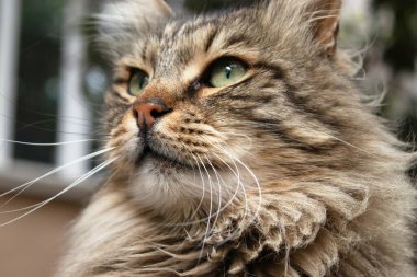 Kedi portresi, hayvan fotoğrafçılığı, şehir geçmişi.