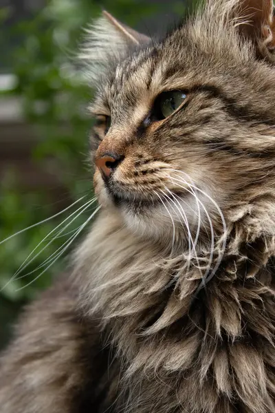 Katt Porträtt Djurfoto Natur Bakgrund — Stockfoto