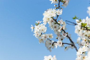 Çiçekler, bahar çiçekleri, doğa arka planı, muhteşem orman ve bahçe manzarası.