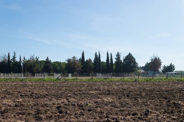 Orman manzarası, ağaçlar, çiçekler, harika doğa atmosferi, doğa duvar kağıdı ve arka plan