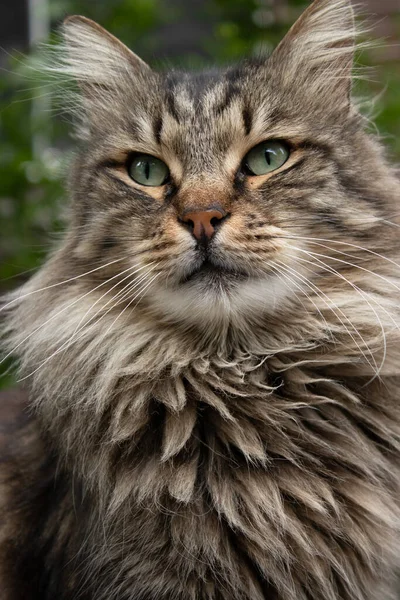 Katt Porträtt Djurfoto Natur Bakgrund — Stockfoto