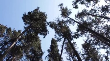 Ormanın Büyüsü, Yeşil Yapraklar Arasındaki Yumuşak Güneş Işığıyla aydınlatılan Huzurlu Orman Manzarası