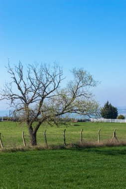 Orman manzarası, ağaçlar, çiçekler, harika doğa atmosferi, doğa duvar kağıdı ve arka plan
