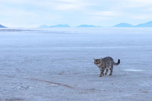 Domestic cat walking on the salt flats of Uyuni in Bolivia