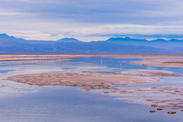 Flamingoes Shallow Waters Chaxa Lagoon Atacama Desert — Stock Photo, Image