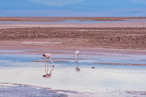 Couple Flamingoes Trying Feed Shallow Waters Chaxa Lagoon Atacama Desert — Stock Photo, Image