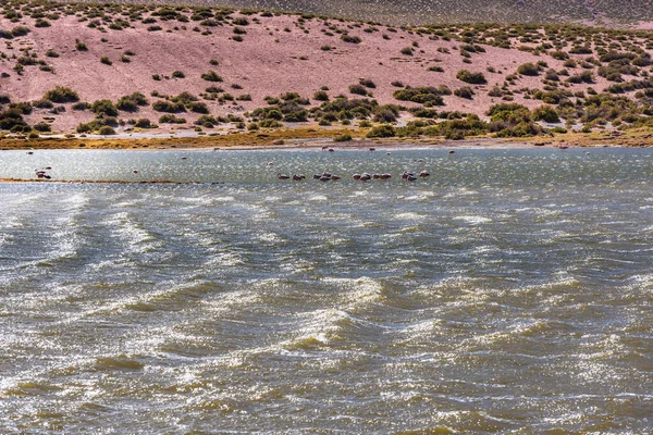 Grupo Aves Silvestres Laguna Altiplánica Desierto Atacama — Foto de Stock
