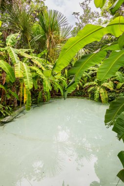Brezilya 'daki Jalapao Ulusal Parkı' nda doğal su gözüyle oluşmuş saydam su birikintisi.