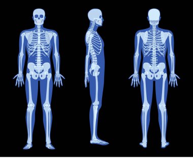Bir dizi X-Ray iskelet insan vücudu - eller, bacaklar, göğüsler, kafalar, omurgalar, kemikler yetişkin insanların ön arka plan görüşü. Tıbbi anatominin 3D gerçekçi düz mavi vektör çizimi izole edildi