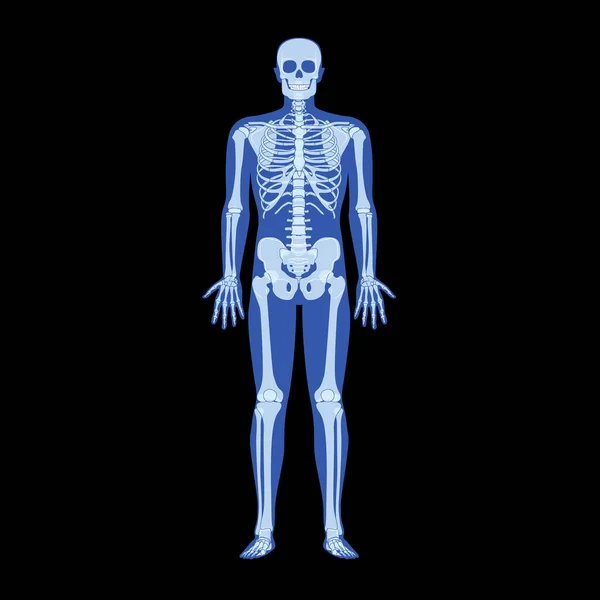 X線スケルトン人間の体 骨の大人の人々がフロントビューをRoentgen 3Dリアルなフラットブルーカラーのコンセプト医療解剖学のベクトルイラスト孤立 — ストックベクタ