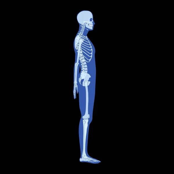 Ray Skelet Menselijk Lichaam Handen Benen Borst Hoofden Wervels Bekken — Stockvector