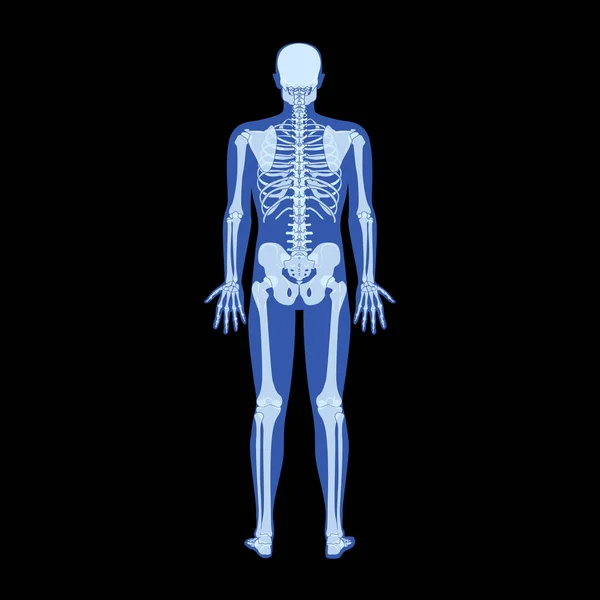 X射线骷髅人的身体 骨骼等成年人的后视镜 基于黑色背景的医学解剖学三维真实感平面矢量图解 — 图库矢量图片