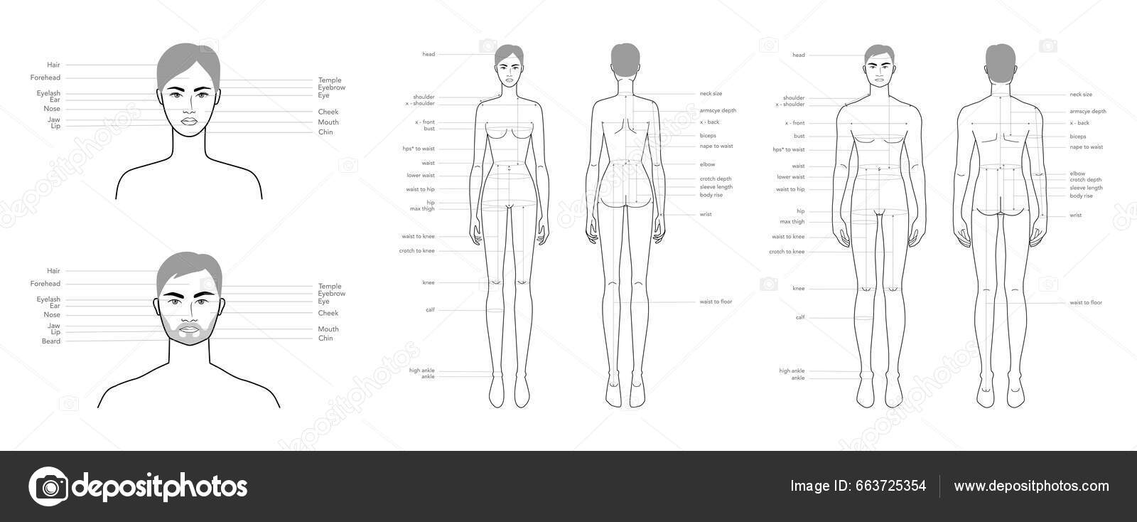 Diagram Woman Man Head Body Names Parts Face Text Labeled Stock
