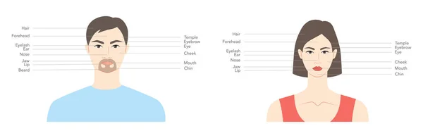 Διάγραμμα Της Γυναίκας Και Του Άνδρα Κεφάλι Ονόματα Μέρη Του — Διανυσματικό Αρχείο