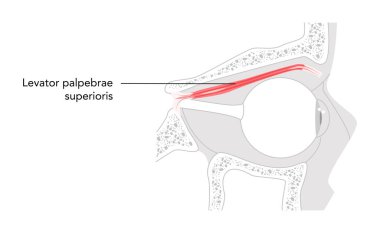 Levator palpebrae superoris. Detaylı anatomi çizelgesinde gösterilen göz kaldırma kası. Göz kapağı, tıp eğitimi, görme fonksiyonu ve anatomik çalışma illüstrasyonunun açılması için gerekli