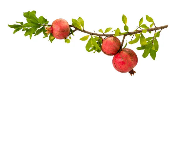 Granátová Ratolest Třemi Zralými Plody Listy Izolovanými Bílé Stříhací Cestě — Stock fotografie