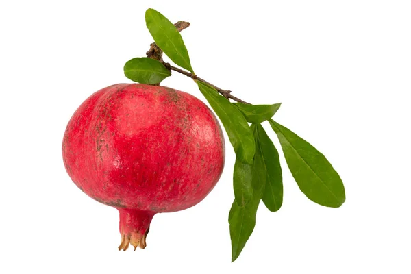 Röd Mogen Granatäpple Frukt Med Gröna Blad Isolerad Vit Klippning — Stockfoto