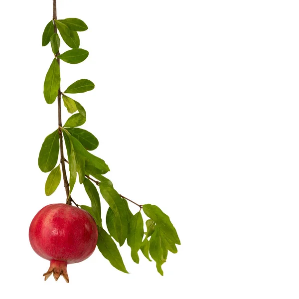 Granatapfelzweig Mit Reifen Früchten Und Blättern Isoliert Auf Weißem Grund — Stockfoto
