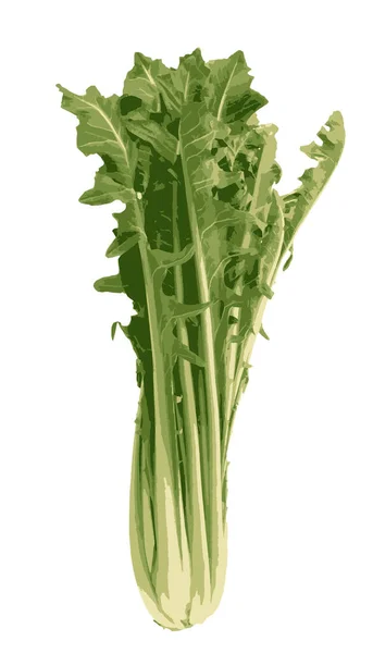 Chicory Katalog Bunch Salad Gambar Dipotong Pada Transparan - Stok Vektor