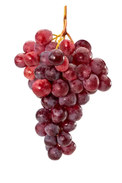 一丛丛鲜红成熟的葡萄 在白色的切割路上被隔离 — 图库照片