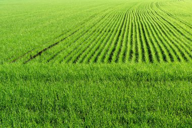 Genç yeşil buğdaylı tarla ektikten sonra sonbaharda filizleniyor