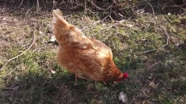 Isa Brown, çimenleri tırmalayan kızıl tavuk adı verilen tavuk yumurtluyor.