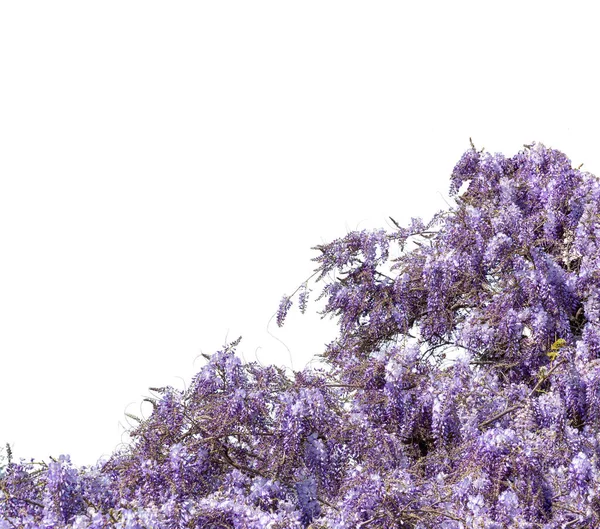Wisteria flowering branch isolated on white with clipping path included, ideal frame for graphic designs and greeting cards, copy space