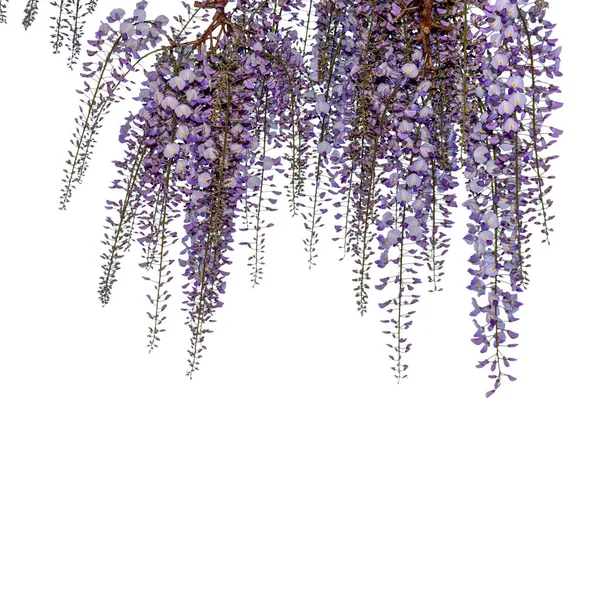 紫藤分枝 白色隔离 有剪枝路径 复制空间用于贺卡或横幅 — 图库照片